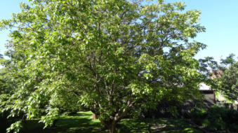 der Walnussbaum in unserem Hof